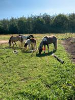 Weide te huur gevraagd, Dieren en Toebehoren, Weidegang, 4 paarden of pony's of meer