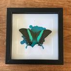 Papilio blumei vlinder in zwarte lijst, Ophalen of Verzenden, Zo goed als nieuw, Insect, Opgezet dier