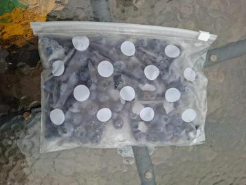 Diepvries biologische blauwe bessen  beschikbaar voor biedingen