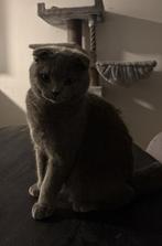 Britse kort haar KATER, Dieren en Toebehoren, Katten en Kittens | Overige Katten, Kater