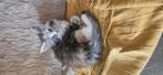 Maine Coon kitten vrouwtje, Dieren en Toebehoren, Katten en Kittens | Overige Katten, Meerdere dieren
