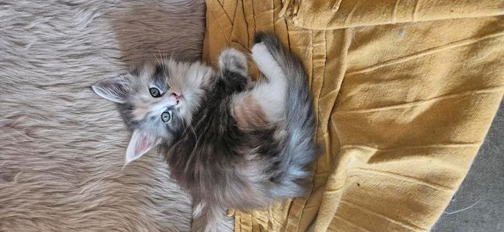 Maine Coon kitten vrouwtje, Dieren en Toebehoren, Katten en Kittens | Overige Katten, Meerdere dieren