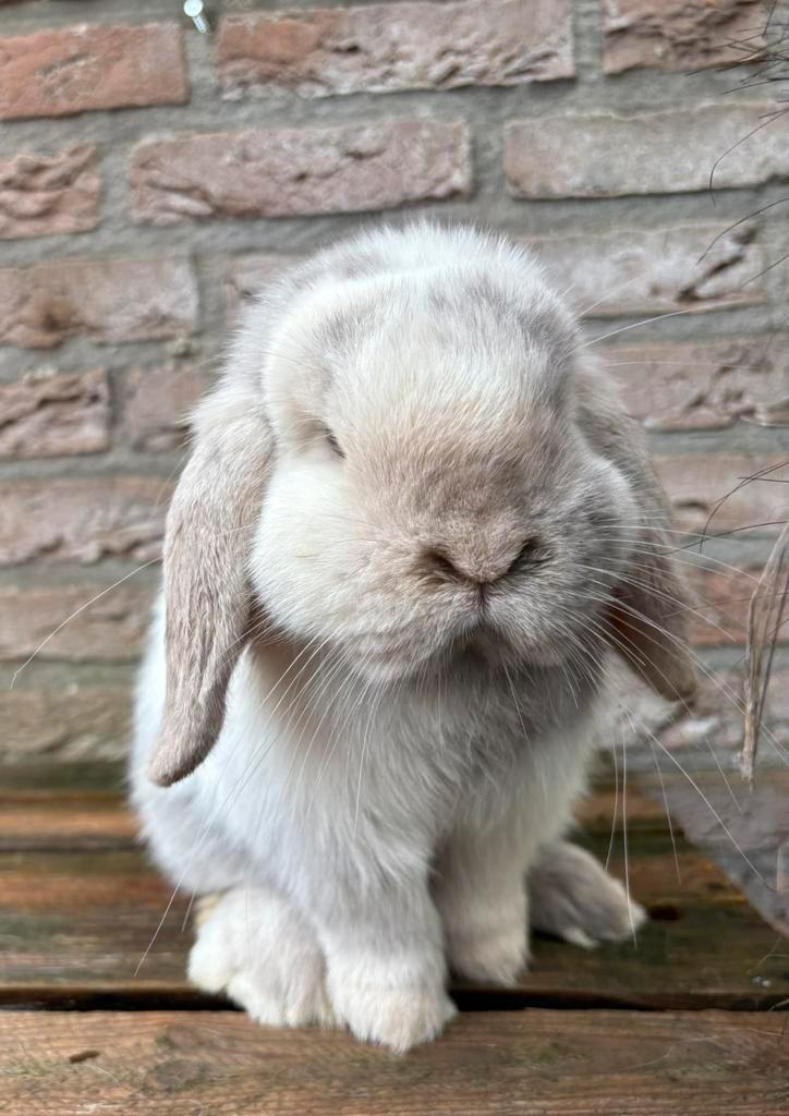 Minilop ram, Dieren en Toebehoren, Konijnen, Dwerg, Mannelijk