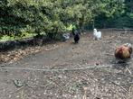 Cochin x zijdehoender kuikens, Dieren en Toebehoren, Pluimvee, Kip