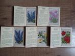 Zijden sigarettenkaarten - Bloemen - Kensistas (Wix) 1934, Verzamelen, Ansichtkaarten | Themakaarten, Ophalen, 1920 tot 1940, Ongelopen