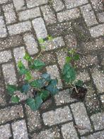 Hedera Hibernica - Ierse Klimop, Tuin en Terras, Planten | Tuinplanten, Ophalen, Vaste plant, Bloeit niet, Halfschaduw