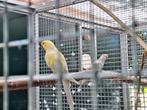 Halsbandparkieten, Dieren en Toebehoren, Vogels | Parkieten en Papegaaien, Meerdere dieren, Parkiet