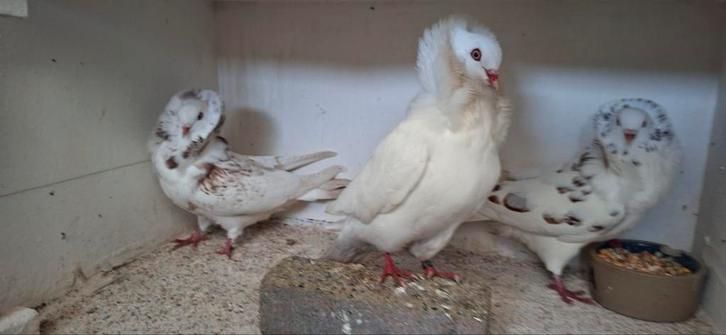 Te koop sierduiven Oudhollands kapucijnen, Dieren en Toebehoren, Vogels | Overige Vogels, Meerdere dieren