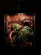 NIEUWE Exo Terra 20x20x30cm Terrarium met custom background, Dieren en Toebehoren, Reptielen en Amfibieën | Toebehoren, Ophalen of Verzenden