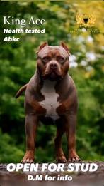 American bully XL dekreu open for stud, Dieren en Toebehoren, Rabiës (hondsdolheid), Reu, 1 tot 2 jaar, Eén hond