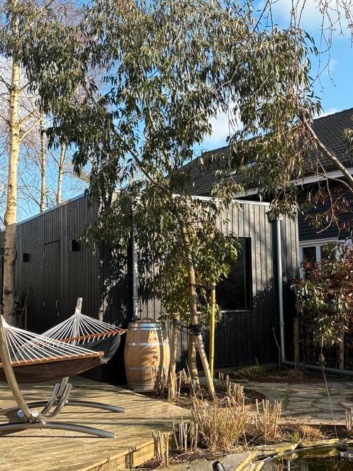 eucalyptus boom 5 meter, Tuin en Terras, Planten | Bomen, Overige soorten, Volle zon, Ophalen