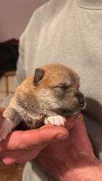 Shiba Inu pups beschikbaar, Dieren en Toebehoren, Honden | Poolhonden, Keeshonden en Oertypen, CDV (hondenziekte), 8 tot 15 weken