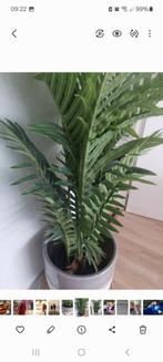 Kunstplant Goudpalm - groen -94 cm- in pot - kamerplant, Ophalen of Verzenden, Zomer, Overige soorten, Volle zon