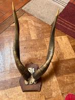 Mooie hoorns van Afrikaanse moeras-antilope, Huis en Inrichting, Ophalen of Verzenden, Zo goed als nieuw