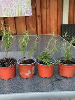 Verschillende kruidenplantjes, Tuin en Terras, Planten | Tuinplanten, Ophalen of Verzenden, Zomer, Overige soorten, Volle zon