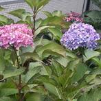 15 stuks Hortensia`s in blauw-wit-paars-rose., Tuin en Terras, Vaste plant, Halfschaduw, Zomer, Ophalen