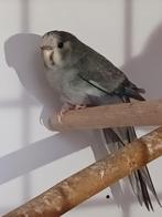 Kakariki cinnamon blauw gezoomd pop, Vrouwelijk, Parkiet, Geringd