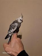 Valkparkiet naam roki, Geslacht onbekend, Parkiet