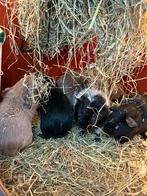 5 cavia beren, Cavia, Mannelijk, December, Tam