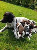 stabij puppy's, Particulier, Rabiës (hondsdolheid), Meerdere, 8 tot 15 weken