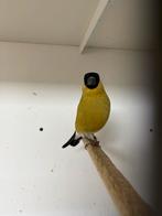 Gele noorse goudvinken, Meerdere dieren, Wildzangvogel, Geringd
