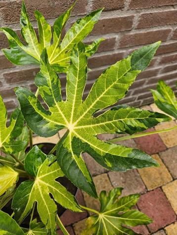 Fatsia japonica ‘Murakumo Nishiki’ - Bontbladige Vingerplant beschikbaar voor biedingen
