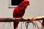 Blauwstrepen lori 2 koppels, Dieren en Toebehoren, Vogels | Parkieten en Papegaaien, Meerdere dieren, Papegaai, Geringd