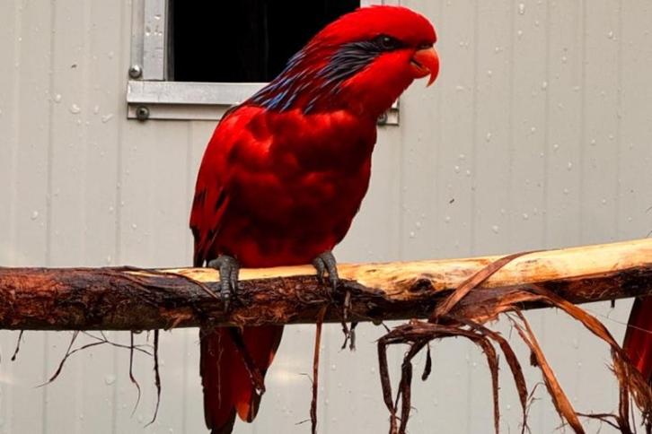 Blauwstrepen lori 2 koppels, Dieren en Toebehoren, Vogels | Parkieten en Papegaaien, Papegaai, Meerdere dieren, Geringd