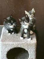 Boerderij kittens, Dieren en Toebehoren, Katten en Kittens | Raskatten | Korthaar, Meerdere dieren, Ontwormd, 0 tot 2 jaar