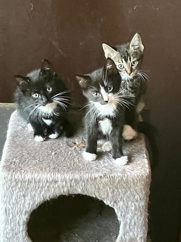 Boerderij kittens, Dieren en Toebehoren, Katten en Kittens | Raskatten | Korthaar, Meerdere dieren, 0 tot 2 jaar, Ontwormd