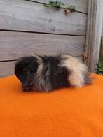 Te koop: Beer - Ch Teddy (Zwart Créme), Dieren en Toebehoren, Cavia, Juni, Mannelijk, Tam
