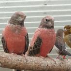 Koppel roze bourkes, Dieren en Toebehoren, Vogels | Parkieten en Papegaaien, Meerdere dieren, Parkiet