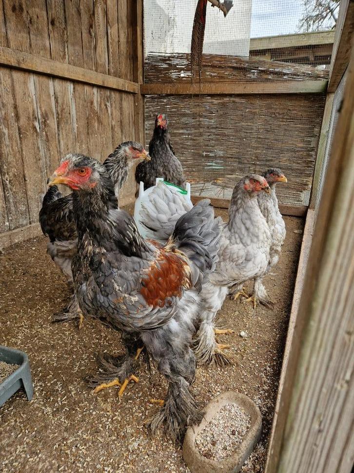 brahama kippen, Dieren en Toebehoren, Pluimvee, Kip, Vrouwelijk