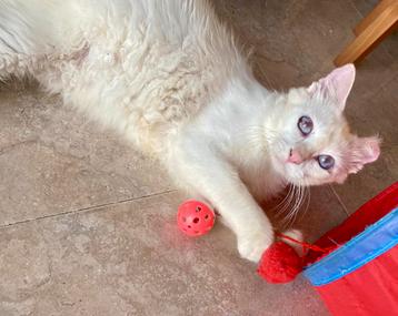 Lieve Turkse Angora met blauwe ogen zoekt warm thuis beschikbaar voor biedingen