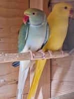 Halsband parkieten, Dieren en Toebehoren, Vogels | Parkieten en Papegaaien, Meerdere dieren, Parkiet