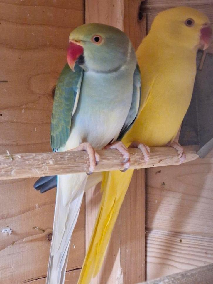 Halsband parkieten, Dieren en Toebehoren, Vogels | Parkieten en Papegaaien, Parkiet, Meerdere dieren