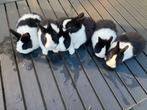Jonge hollanders, Dieren en Toebehoren, Konijnen, Meerdere dieren