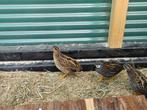 Twee Chinese Dwergkwartels mannentjes., Dieren en Toebehoren, Mannelijk, Overige soorten