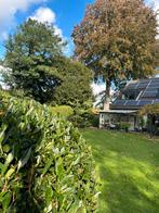 Tuin onderhoud, Ophalen of Verzenden, Volle zon, Overige soorten