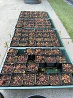 92x Drosera Rotundifolia (ronde zonnedauw) vleesetende plant, Tuin en Terras, Planten | Tuinplanten, Volle zon, Vaste plant, Zomer