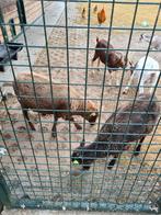 Gezocht oussant schaap ooi lam, 1 of 2 jaar, Vrouwelijk, Schaap