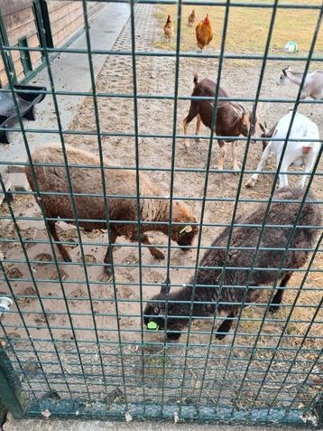 Gezocht oussant schaap ooi lam, 1 of 2 jaar beschikbaar voor biedingen