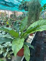 Anthurium Hookerii Variegata - Unieke Kamerplant, Overige soorten, In pot, Minder dan 100 cm, Groene kamerplant