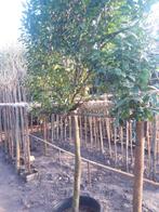 Prunus laur. Josa als leiboom in pot, Leiboom, Lente, 100 tot 250 cm, Ophalen