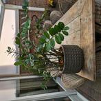 Stenen ovale bloempot, Huis en Inrichting, Ophalen, Halfschaduw, Minder dan 100 cm