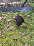 Marans hen, donker chocolade eieren, Dieren en Toebehoren, Pluimvee, Vrouwelijk, Kip