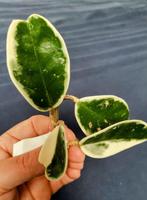 Hoya crimson queen stek, Huis en Inrichting, Kamerplanten, Overige soorten, Minder dan 100 cm, Bloeiende kamerplant, Halfschaduw