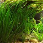 Vallisneria (aquariumplanten) te koop € 1,50 per stuk, Dieren en Toebehoren, Vissen | Aquaria en Toebehoren, Ophalen of Verzenden