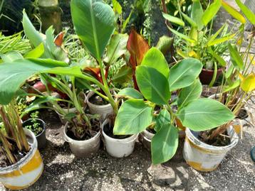Chinese   Lotusbanaan Musella   lasiocarpa beschikbaar voor biedingen