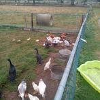 Eenden loopeenden, Dieren en Toebehoren, Pluimvee, Meerdere dieren, Eend